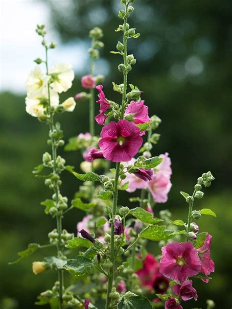 14 Tall Flowering Perennials to Add Height to Your Garden | Flowers ...