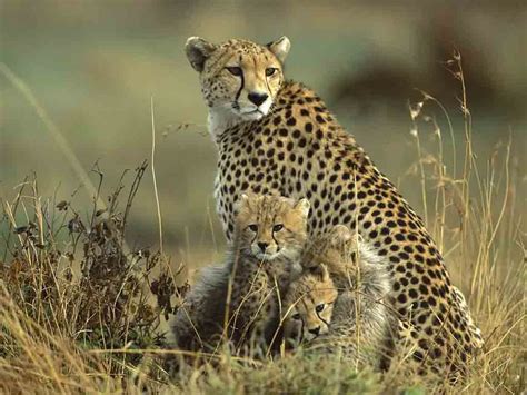 10 Best National Parks and Wildlife Sanctuaries in Madhya Pradesh