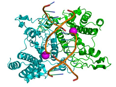 الخطوات الاربع العامة في نشاط الانزيم | Dna molecule, Enzymes, Molecules