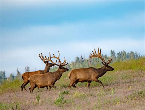 Western Montana Wildlife Viewing Guide | Western Montana’s Glacier Country