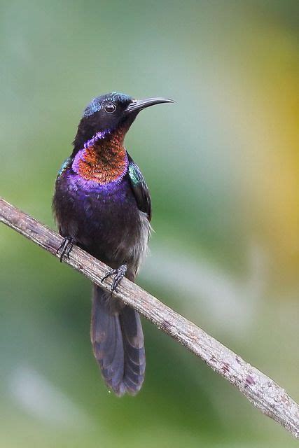 Copper-throated Sunbird - Leptocoma calcostetha Leptocoma calcostetha (Passeriformes ...