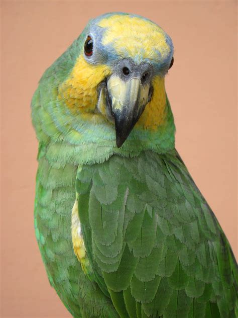 Amazon Parrot Lifespan , Complete Guide 2022 - Cute Parrots