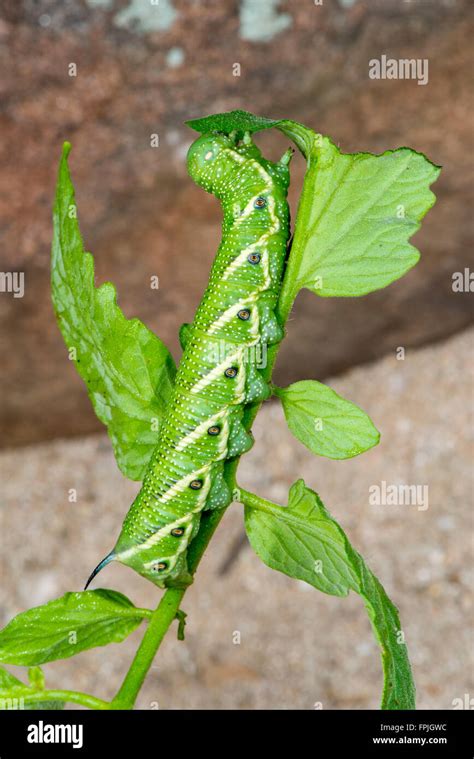 Five-spotted Hawk Moth Manduca quinquemaculata Tucson, Arizona United ...