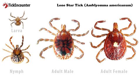 Lone Star Tick – TickEncounter