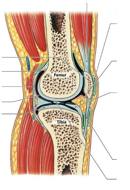 Accessory Structures Supporting the Knee Diagram | Quizlet