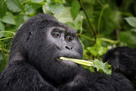 The poop of great apes gives clues about our health