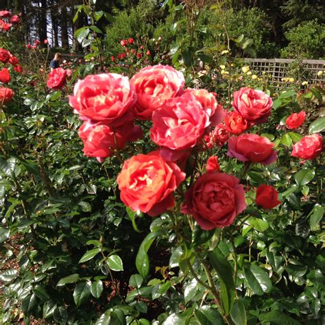 Hot Cocoa Rose | Beautiful Red Roses in a Garden