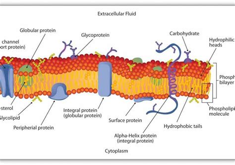 with among other functions this lesson ir Glycoproteins In The Cell Membrane para glycoproteins ...