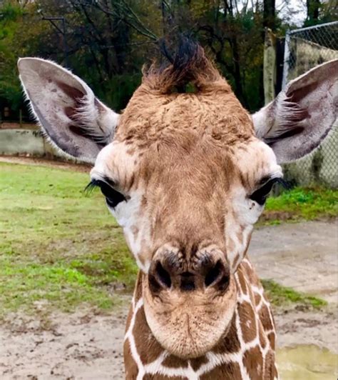 'Burreaux' a Possible Name for Baton Rouge Zoo's Baby Giraffe