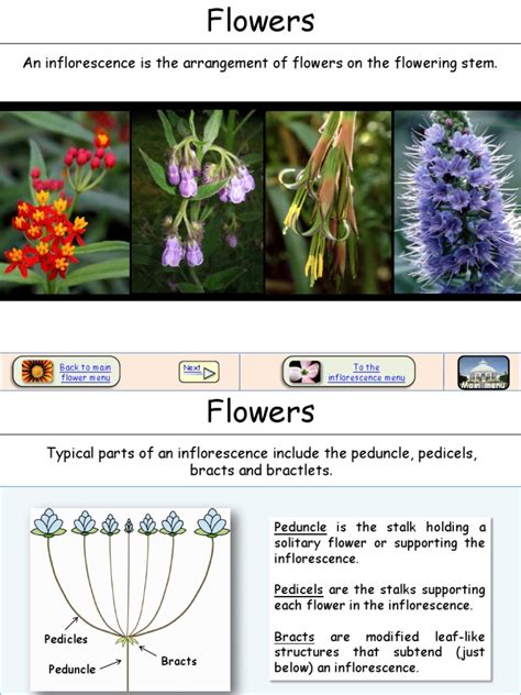 Inflorescence Types | Flowers | Plants | Free 30-day Trial | Scribd