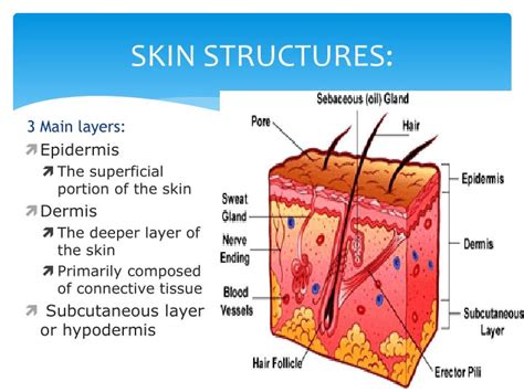 Structure Of The Skin Labeled