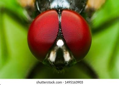 345,017 Flies On Eyes Images, Stock Photos & Vectors | Shutterstock