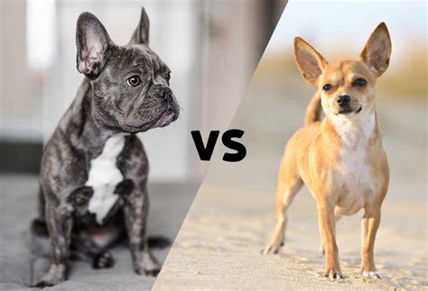 Frenchie vs. Chihuahua - PatchPuppy.com