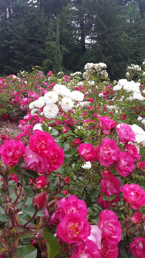 Pink n white roses.. | Jardim, Plantas, Jardim secreto