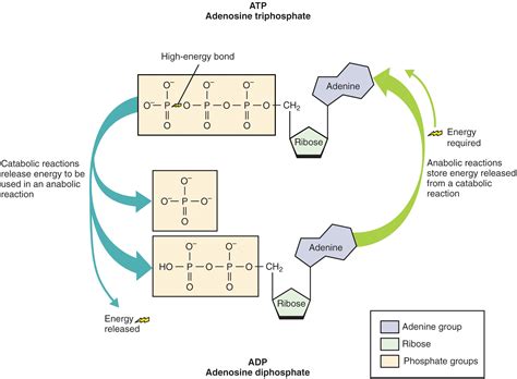 24.1: Overview of Metabolic Reactions - Medicine LibreTexts