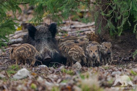 Wild Bavaria - Fascination Wildlife