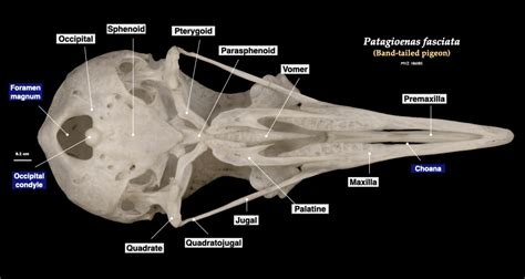 Reptile Skull Anatomy