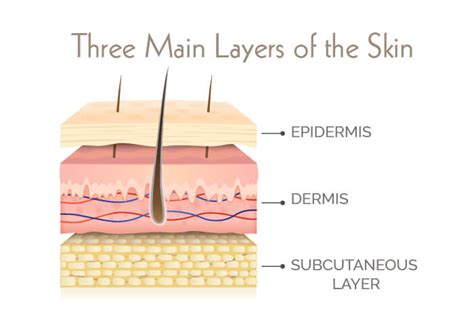 All About Skin Thickness Explained | resveralife