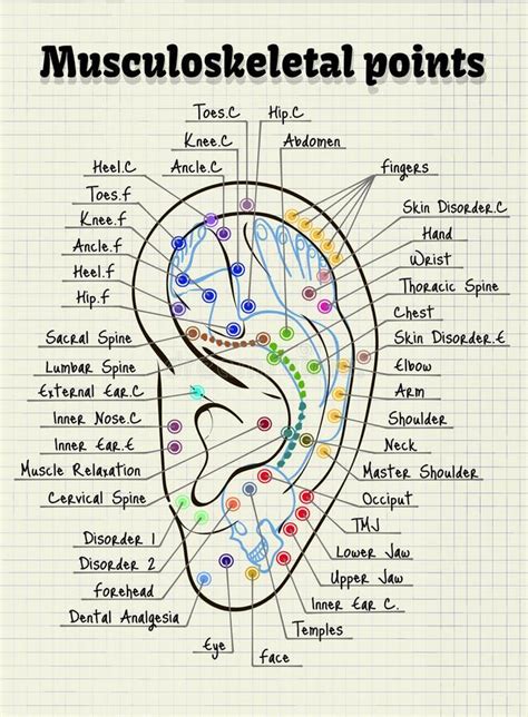 Illustration Acupuncture Points on the Human Ear Stock Vector - Illustration of structure, nodes ...