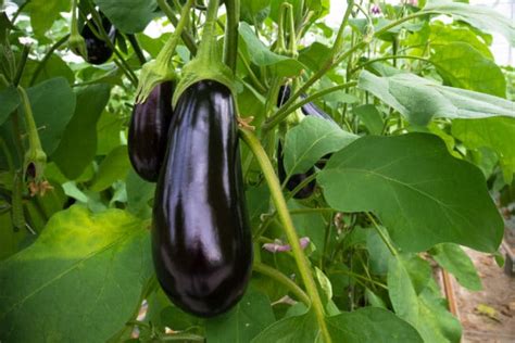 Eggplant Growth Stages » All The Fine Details