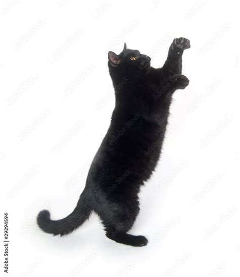 Black cat playing Stock Photo | Adobe Stock