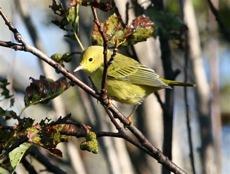 Warblers in Kentucky - Picture and ID Guide - Bird Advisors