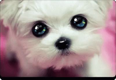 Puppy Eyes Gif