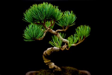 Miniature Japanese Bonsai Tree Free Stock Photo - Public Domain Pictures
