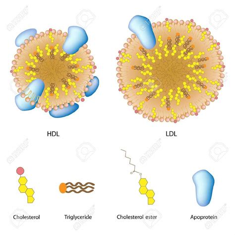 Lipoproteins | How NOT to have HIGH TRIGLYCERIDES - Dr. Davis # ...