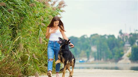 How to Train Your Dog? - Dog Training 101 For New Dog Owners