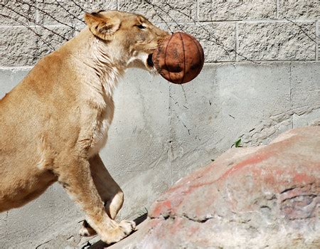 Lion Basketball | This lion would chase the ball all around … | Flickr