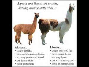 Llamas and Alpacas – Getting to Know Your Animal – 4-H Animal Science Resource Blog