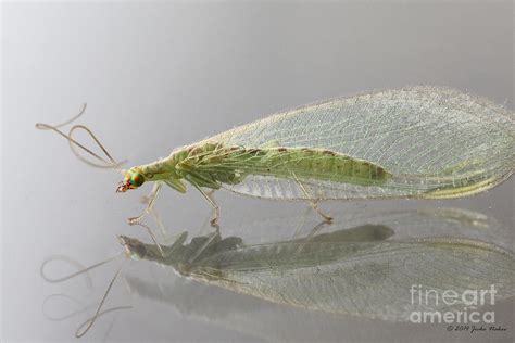 03 Common Green Lacewing Photograph by Jivko Nakev