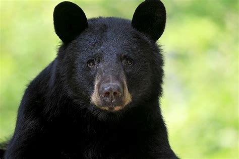 Mammals of Rocky Mountain National Park