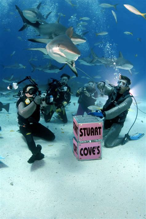 Shark Diving - Stuart Coves - Bahamas Dive Shop & Tours