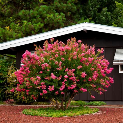 Hopi Crape Myrtle | The Tree Center™