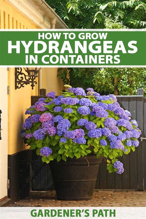 How to Grow Hydrangeas in Containers | Gardener’s Path