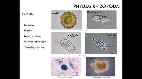 Phylum Rhizopoda - YouTube