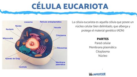 Estructura de la célula EUCARIOTA - [resumen + VÍDEOS!]