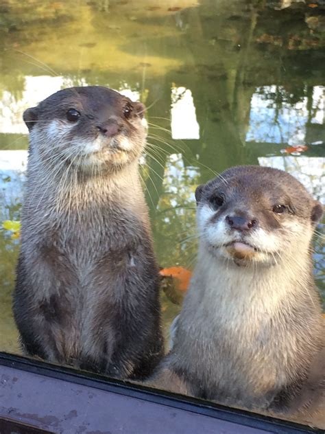 Super cute otters at Dudley Zoo (Dudley Zoological Gardens) | Otters, Otters cute, Animals beautiful