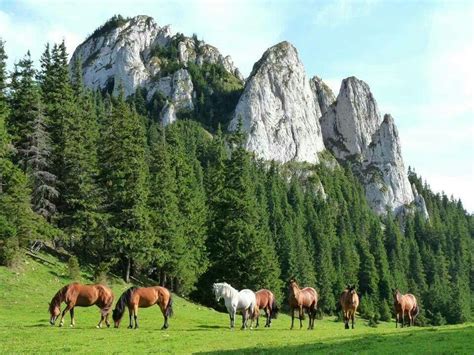 Holiday destination 🌍 🌎 🌏 Muntii Carpati | Scenery, Free horses ...