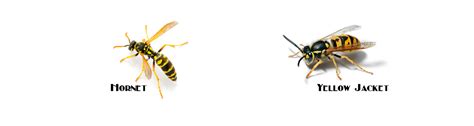 Q: What is the difference between a hornet and a yellow jacket? - UF ...