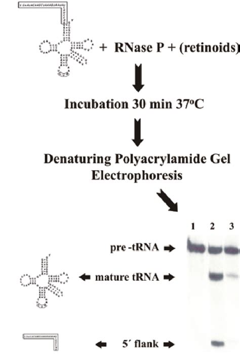 Assay of ribonuclease P (RNase P) activity in the presence or absence... | Download Scientific ...