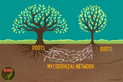 Mapping the fantastic fungi networks under our feet – Mongabay Kids