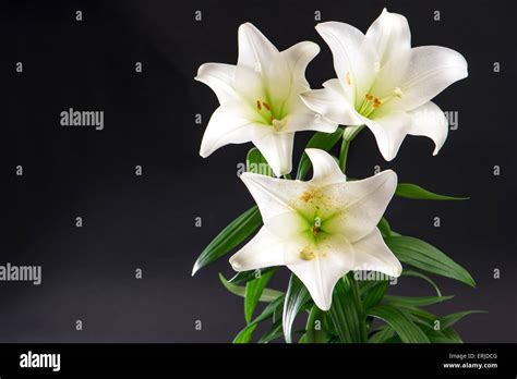 Lily flowers bouquet on black background. White blossoms Stock Photo - Alamy