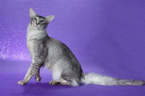 Oriental Longhair Cat Breed: Size, Appearance & Personality