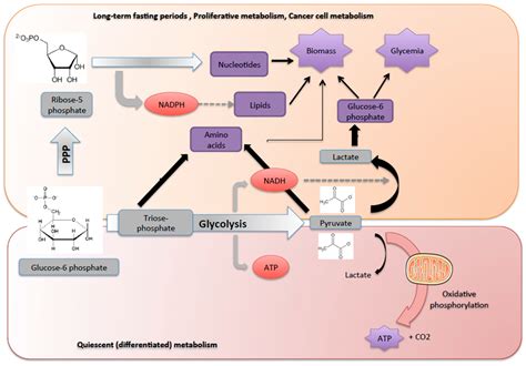 Metabolites | Free Full-Text | Glucose-6 Phosphate, a Central Hub for Liver Carbohydrate Metabolism