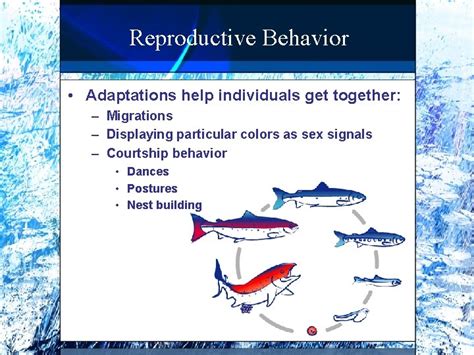 Fish Reproduction Reproductive Systems Cartilaginous Fishes Ducts lead