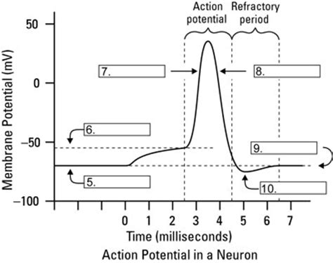 Action Potential of Neurons - dummies