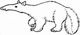 Anteater Coloring Pages Kids Color Alligator Printable Para Colorir  sketch template